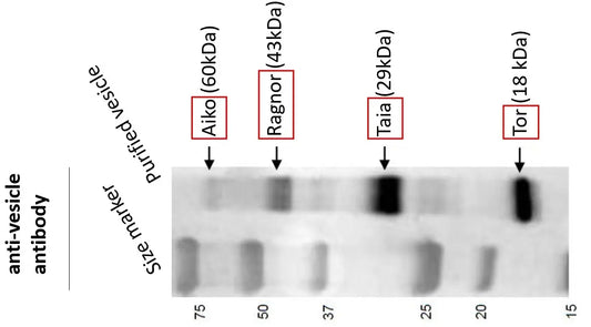 Self-explanatory article figure